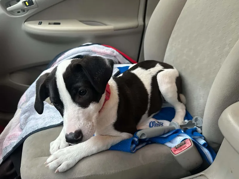 A baby small-sized female Beagle dog named Penny for adoption in Crystal Lake, IL