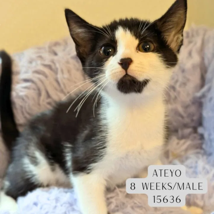 A young medium-sized male White Domestic Short Hair cat named Ateyo for adoption in Supply, NC