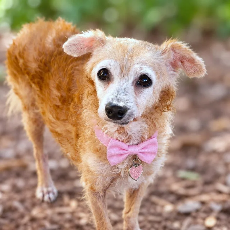 A senior small-sized female Chihuahua dog named Margaret for adoption in Boerne, TX