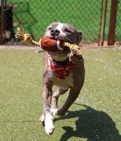 A young large-sized male Mixed Breed dog named Nugget for adoption in Athens, GA