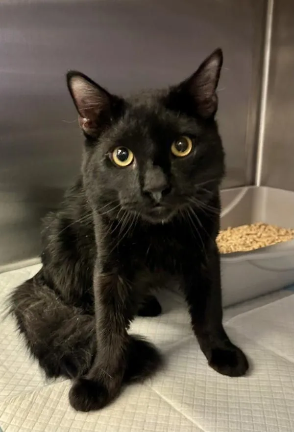 A young large-sized male Domestic Short Hair cat named Arlo for adoption in Victorville, CA