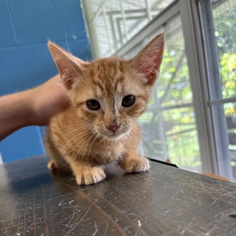 A baby small-sized male Orange / Red Domestic Short Hair cat named Pool Boy for adoption in Carencro, LA