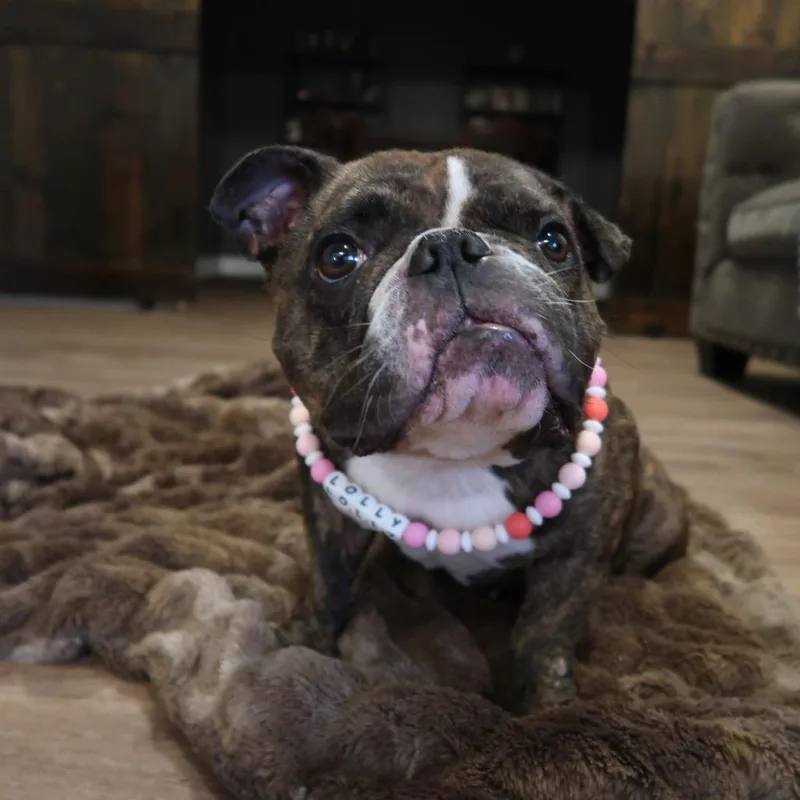An adult medium-sized female Brindle English Bulldog dog named Lolly for adoption in Pearland, TX