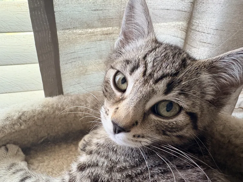 A young small-sized male Tabby (Brown / Chocolate) Domestic Short Hair cat named Gebu for adoption in Hayward, CA