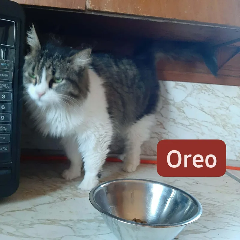 Oreo