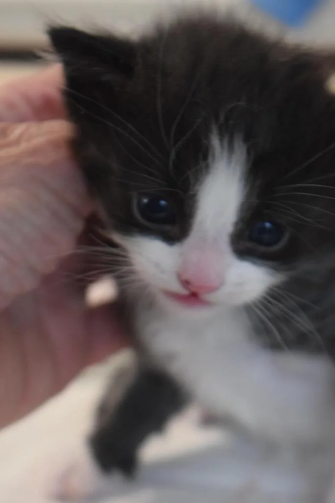 A baby small-sized male Domestic Short Hair cat named Sylvester for adoption in Pahrump, NV