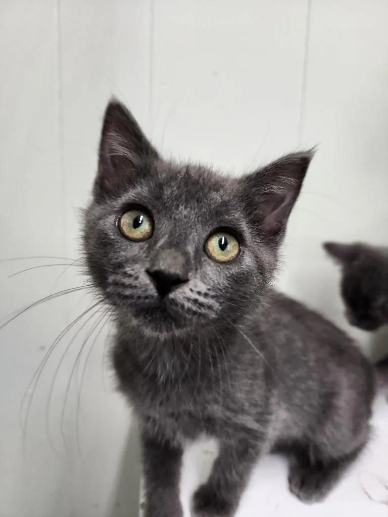 A baby small-sized female Domestic Medium Hair cat named Ina for adoption in Virginia, MN