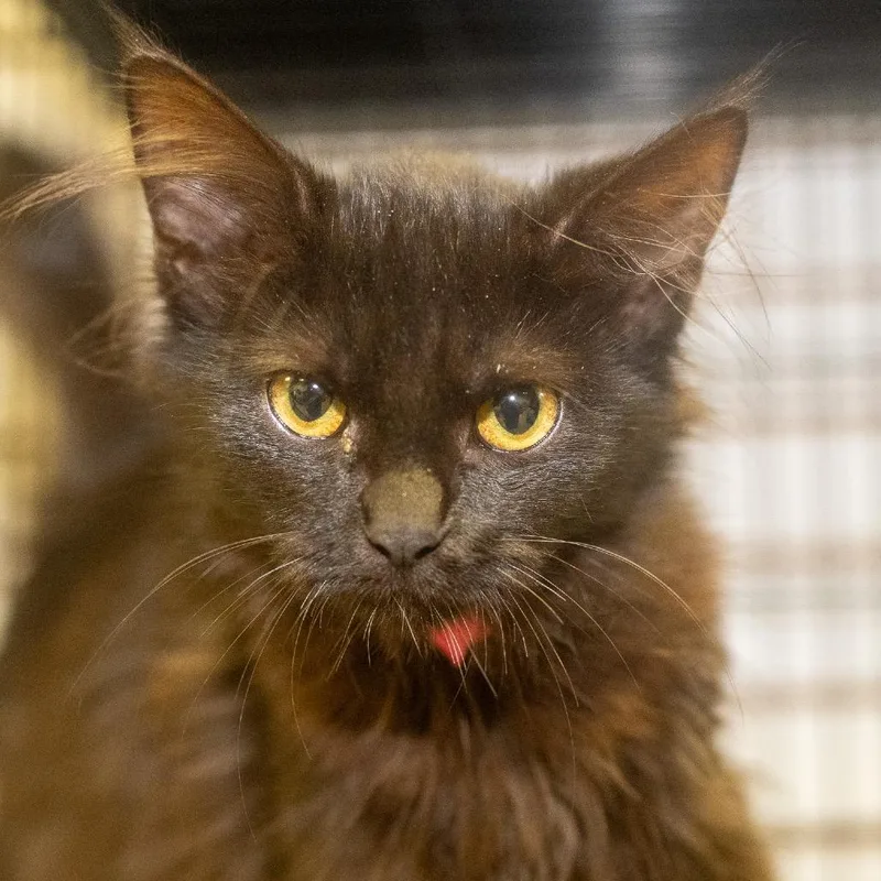 A baby small-sized female Domestic Long Hair cat named Villanelle for adoption in Pawling, NY