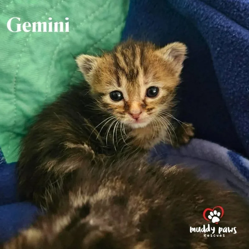 Ai Litter: Gemini