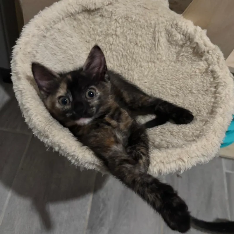 A baby small-sized female Black Domestic Short Hair cat named Glitter for adoption in Bulverde, TX