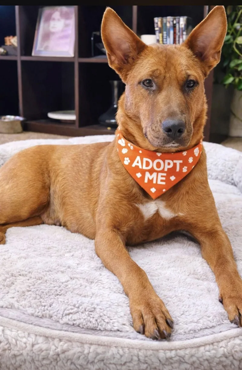 Cinnamon thumbnail 2