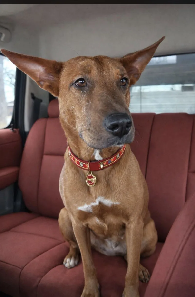 Cinnamon thumbnail 3