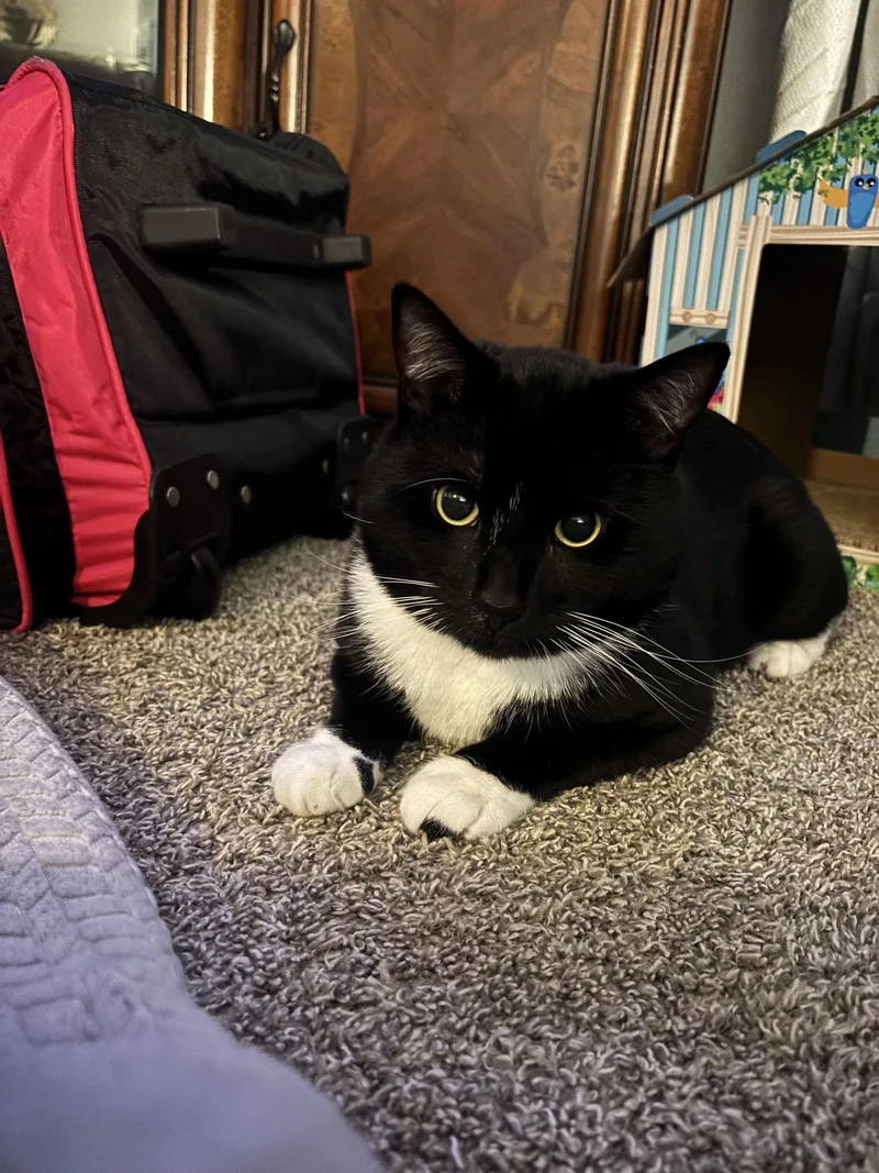 Earl   Offered thumbnail 3