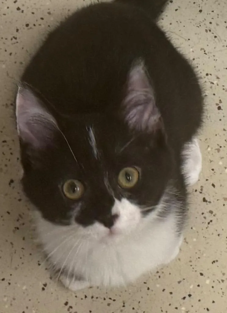 A baby medium-sized female Black & White / Tuxedo Domestic Short Hair cat named Cindy for adoption in Amery, WI