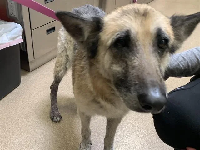 A young medium-sized female German Shepherd Dog dog named Lumi for adoption in Sacramento, CA