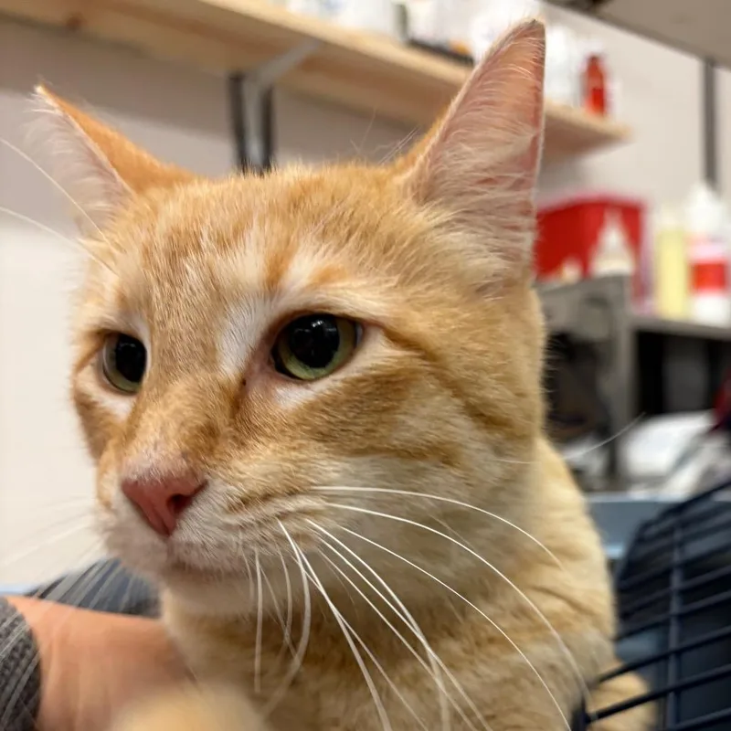 An adult large-sized female Orange / Red American Curl cat named Kitkat for adoption in Lake Jackson, TX