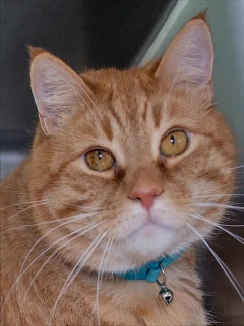 An adult medium-sized male Domestic Short Hair cat named Bailey for adoption in Boston, MA