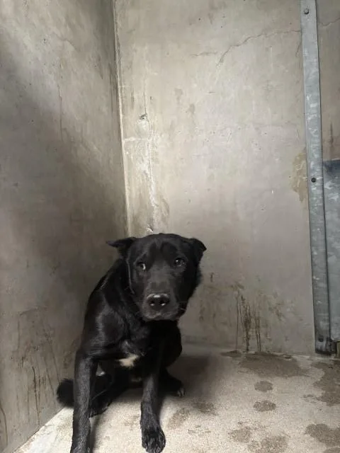A young large-sized male German Shepherd Dog dog named Taz for adoption in San Bernardino, CA