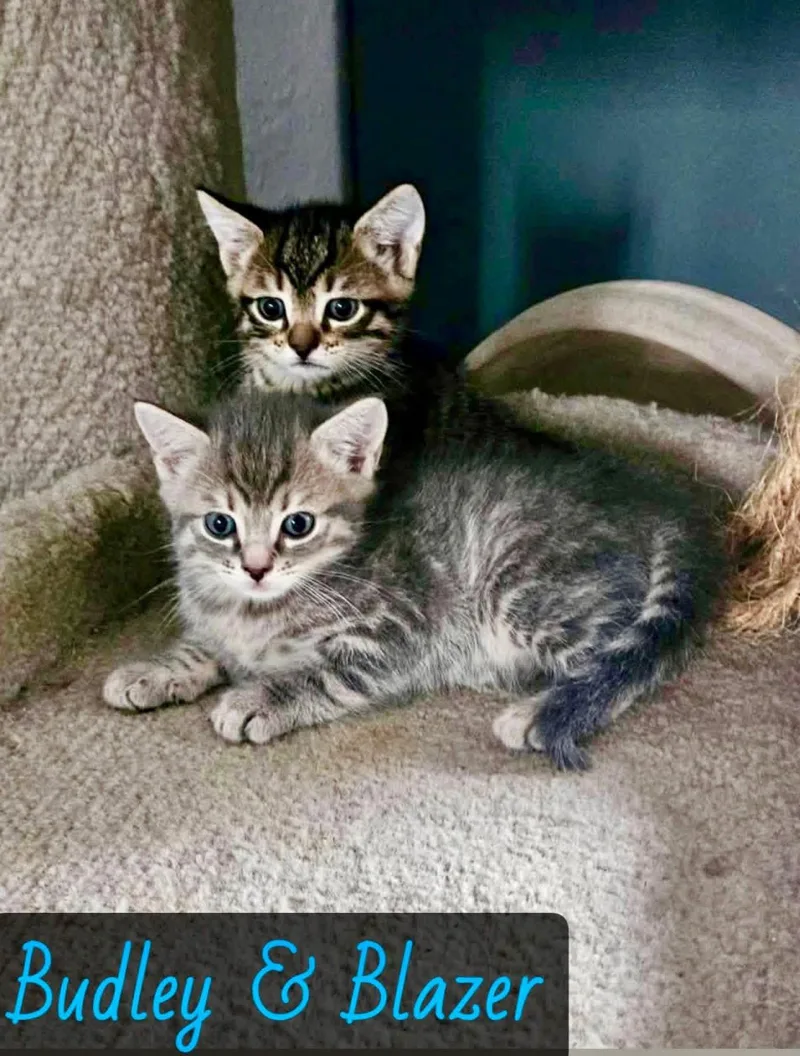 A baby medium-sized male Brown / Chocolate Domestic Short Hair cat named Blazer for adoption in Englewood, FL