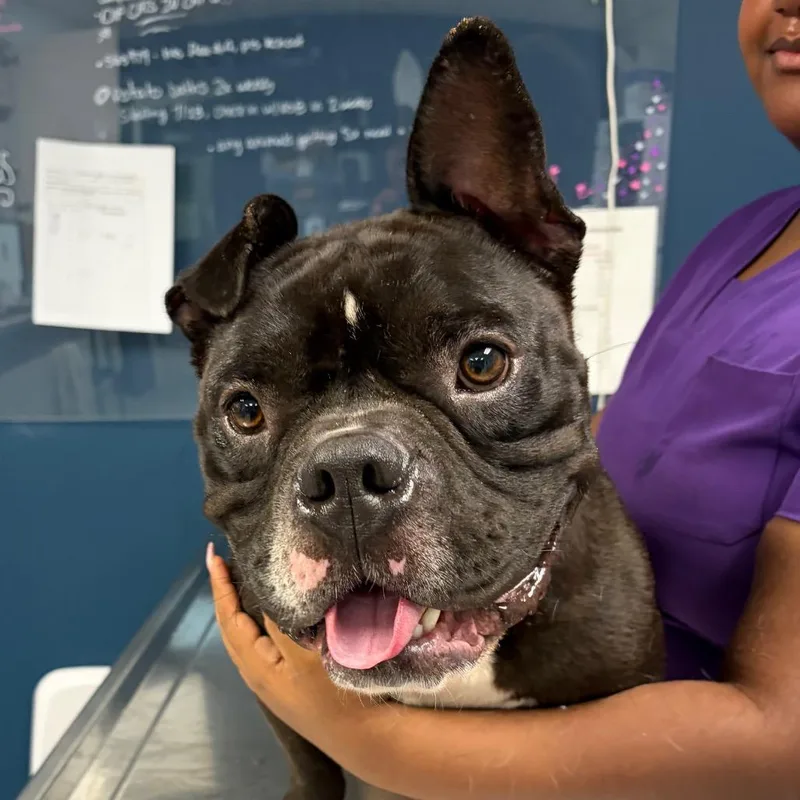 An adult medium-sized male Black Mixed Breed dog named Mavrick for adoption in Newark, NJ