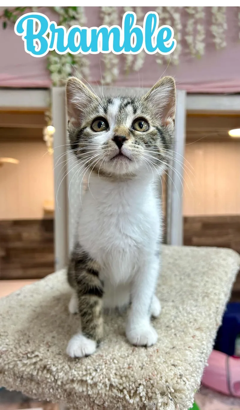 A young medium-sized male Gray & White Domestic Short Hair cat named Bramble for adoption in Akron, OH