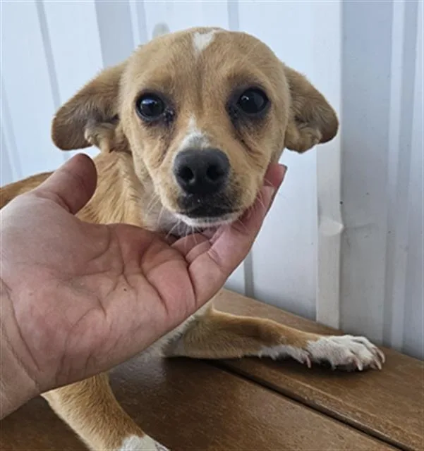 A young small-sized male Chihuahua dog named Bobo for adoption in Bakersfield, CA