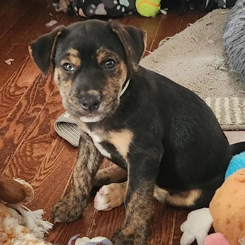 A baby medium-sized female Black Hound dog named Christine McVie for adoption in Joliet, IL