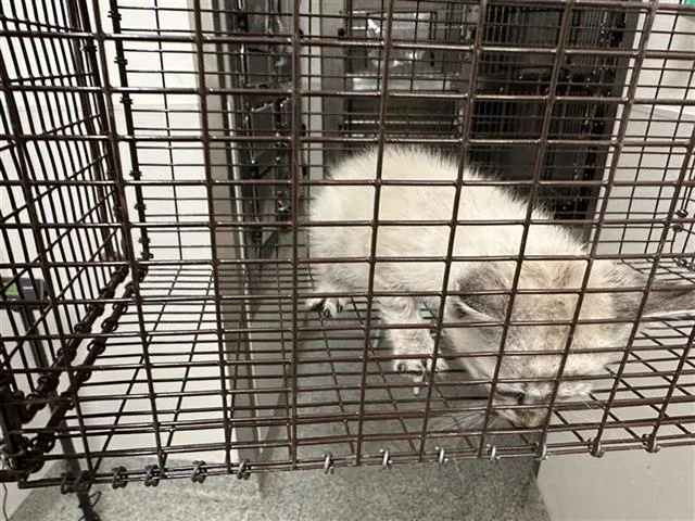 An adult small-sized female Domestic Short Hair cat named A for adoption in Houston, TX