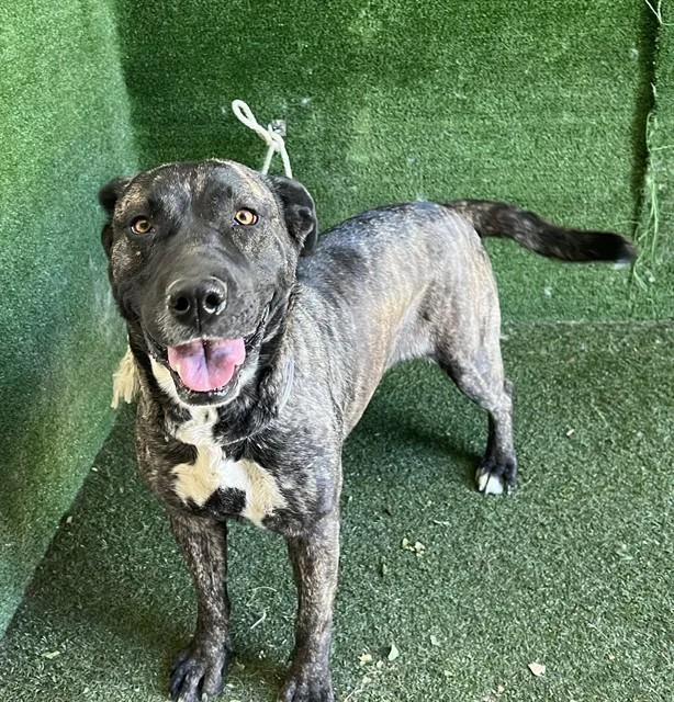A young large-sized female Dutch Shepherd dog named Sadie for adoption in Lancaster, CA