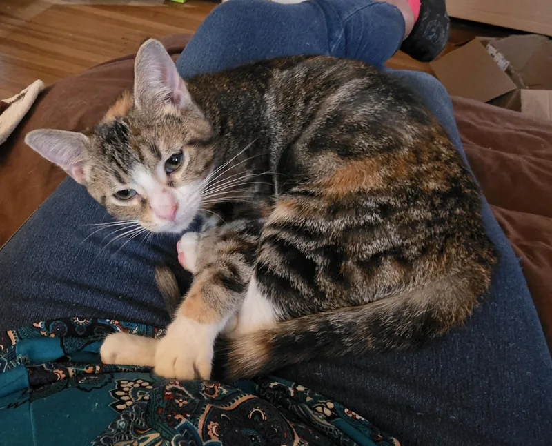 A baby medium-sized female Calico cat named Kalila for adoption in Massillon, OH