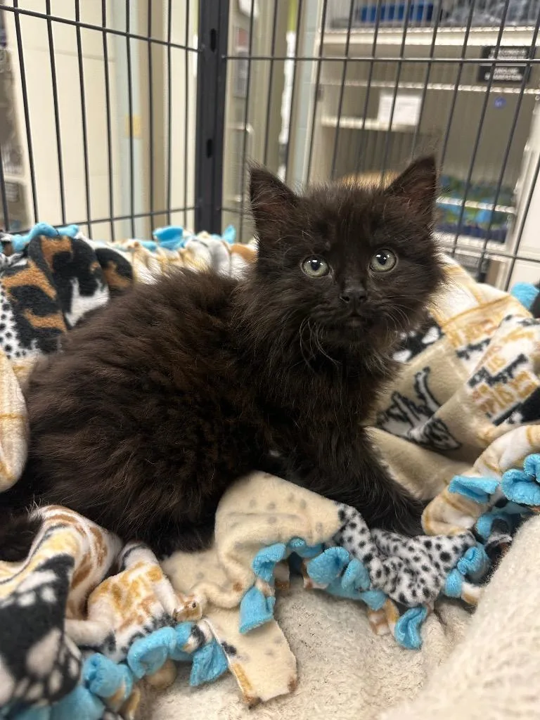 A baby small-sized male Domestic Long Hair cat named Obsidian for adoption in Johnson City, TN