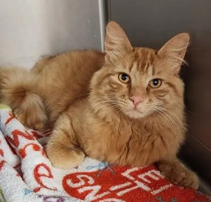 An adult medium-sized male Orange / Red Domestic Long Hair cat named Dunkin for adoption in Butte, MT