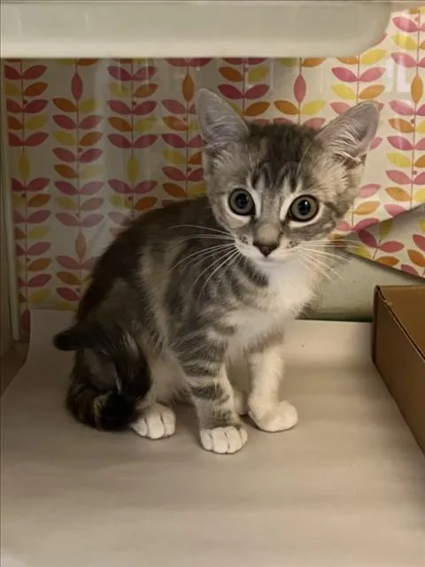 A baby medium-sized female Domestic Short Hair cat named A for adoption in Woodland, CA