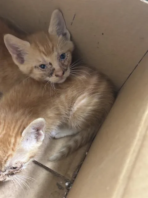 A baby medium-sized female Domestic Short Hair cat named Cloud for adoption in Dallas, TX