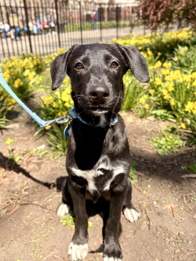 A baby medium-sized male Tricolor (Brown, Black, & White) Husky dog named Brandon for adoption in Manhattan, NY