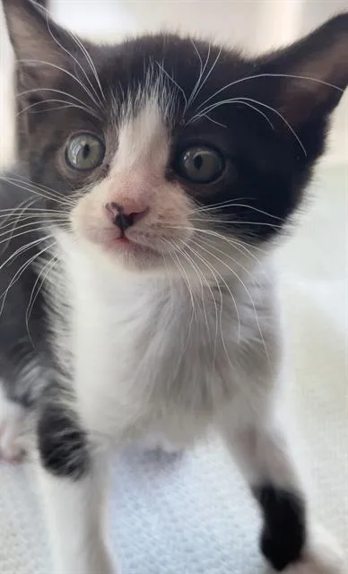 A baby small-sized female Domestic Short Hair cat named Mai for adoption in Sacramento, CA