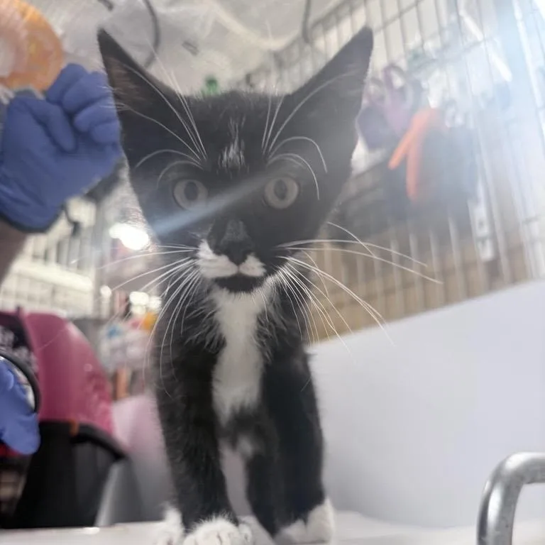A baby small-sized male Black Domestic Short Hair cat named Mr. Nubbins for adoption in New York, NY