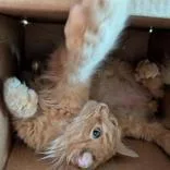 An adult large-sized male Orange & White Domestic Short Hair cat named Garfield for adoption in Hilliard, OH