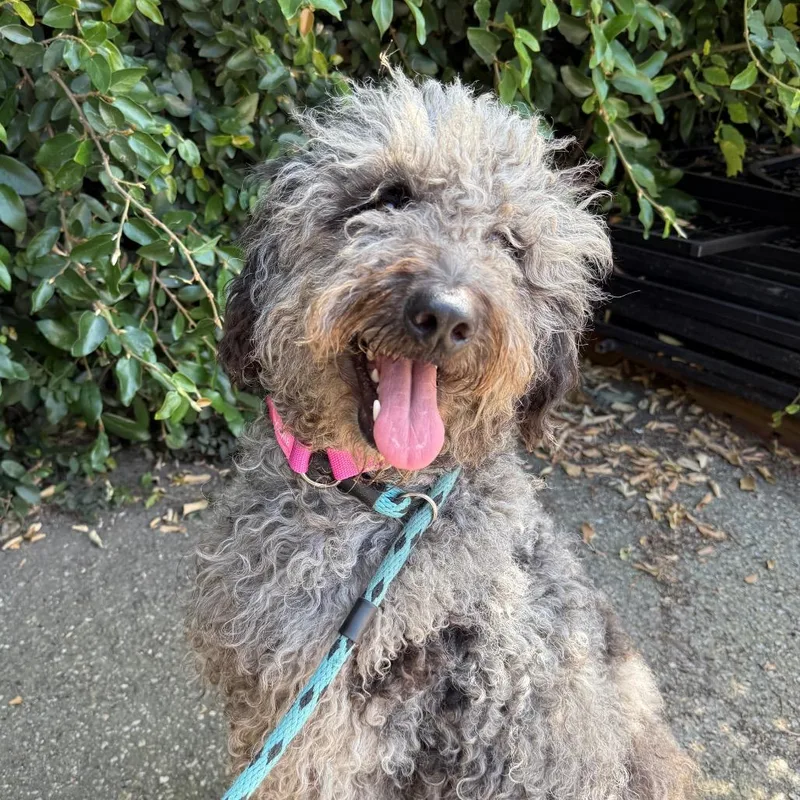 An adult medium-sized female Gray / Blue / Silver Poodle dog named Guava for adoption in Santa Barbara, CA