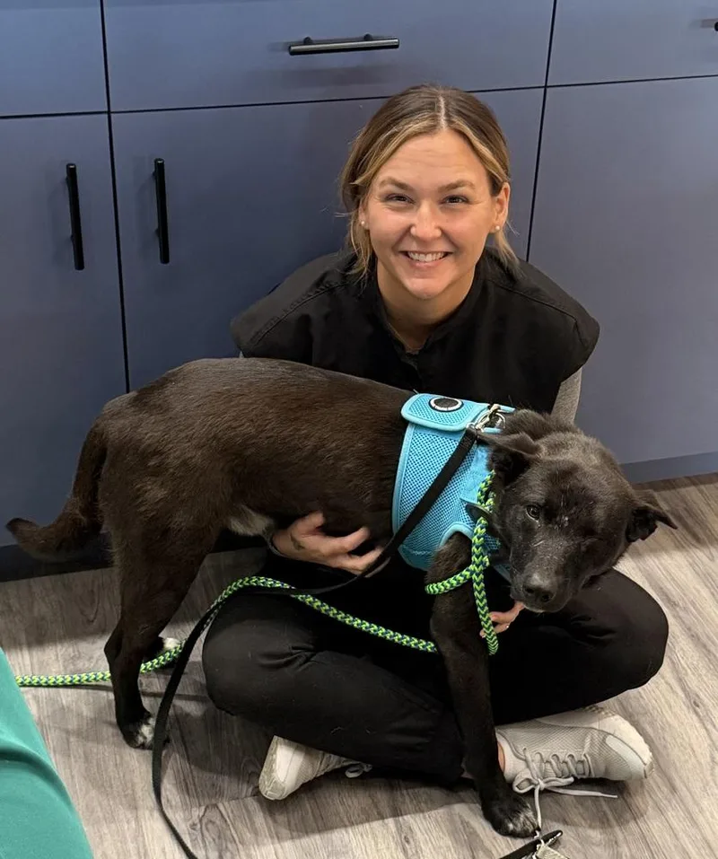 An adult medium-sized male Mixed Breed dog named Jack for adoption in Dunwoody, GA