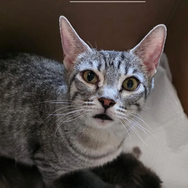 A young medium-sized female Gray / Blue / Silver Domestic Short Hair cat named Tabitha for adoption in Long Beach, CA