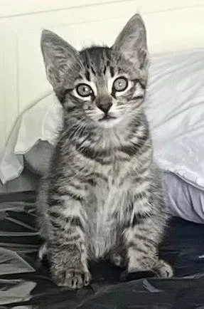 A baby medium-sized female Domestic Short Hair cat named Anna for adoption in Seal Beach, CA