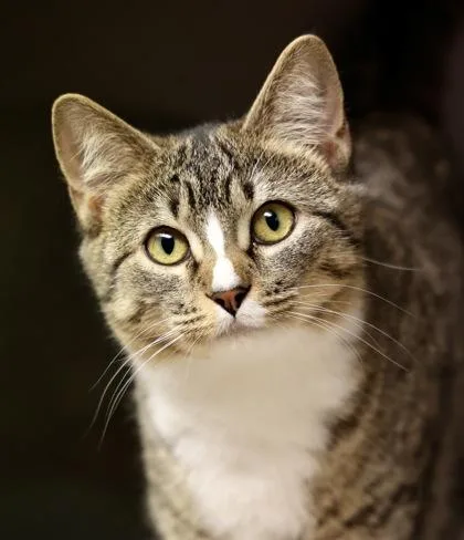 Christmas thumbnail 2