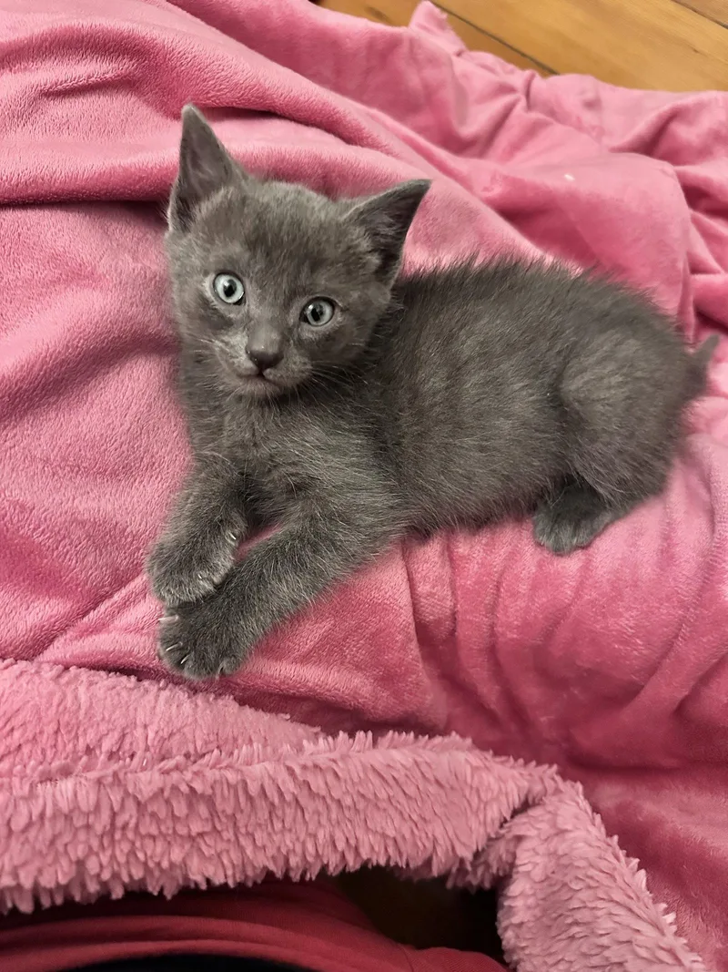 A baby medium-sized male Gray / Blue / Silver Domestic Short Hair cat named Pacifica Bonded Wcapitola for adoption in San Jose, CA
