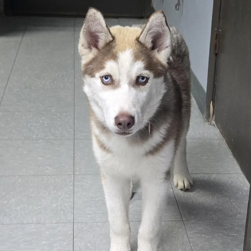A baby medium-sized male Red / Chestnut / Orange Siberian Husky dog named Timber for adoption in Keokuk, IA