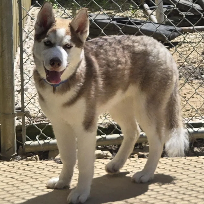Timber thumbnail 6