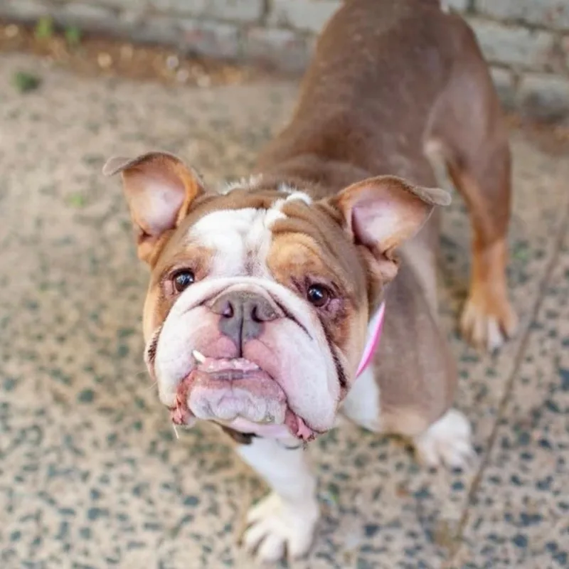 A young medium-sized male Tricolor (Brown, Black, & White) Mixed Breed dog named Hank for adoption in Vassalboro, ME