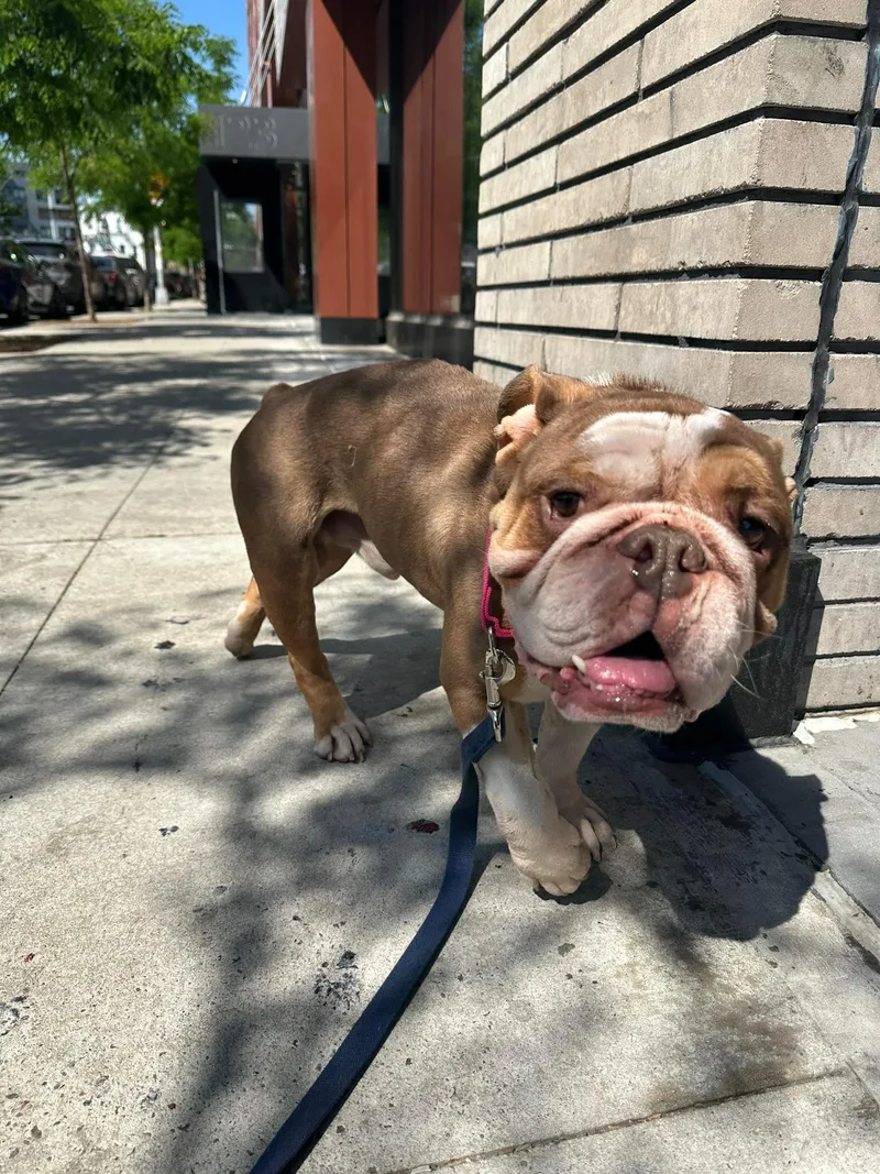 Hank thumbnail 2