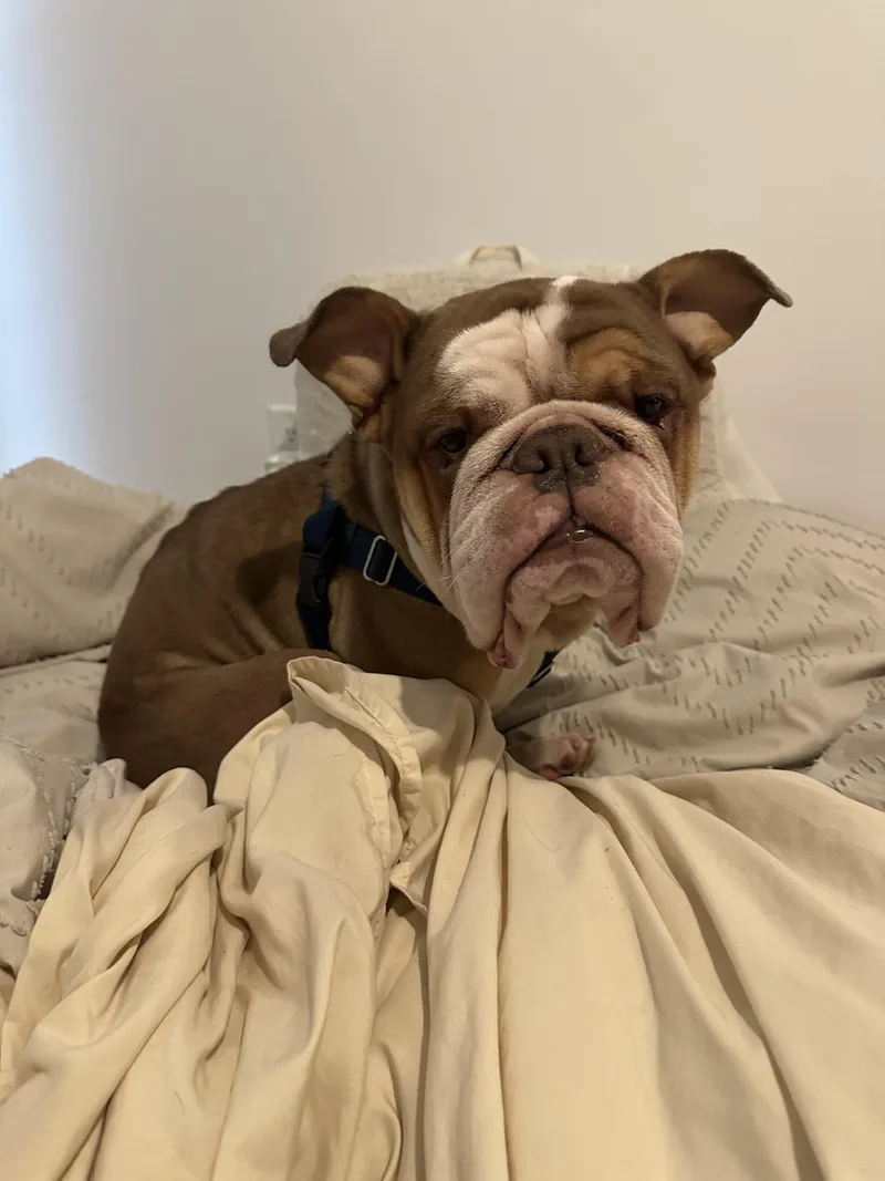 Hank thumbnail 5
