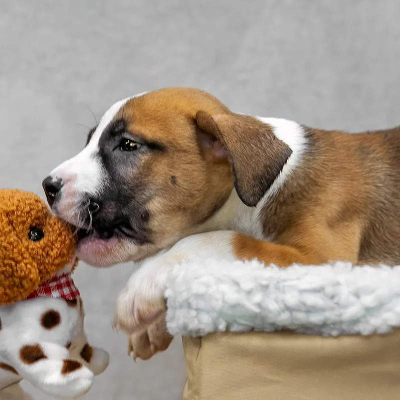 A baby medium-sized female Brown / Chocolate Black Mouth Cur dog named Lyric for adoption in Livingston, TX